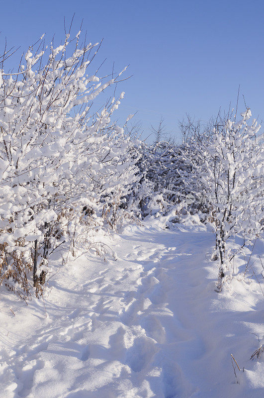 积雪覆盖的树木和小路