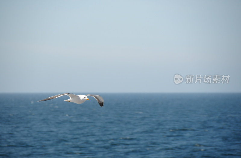 北海的海鸥