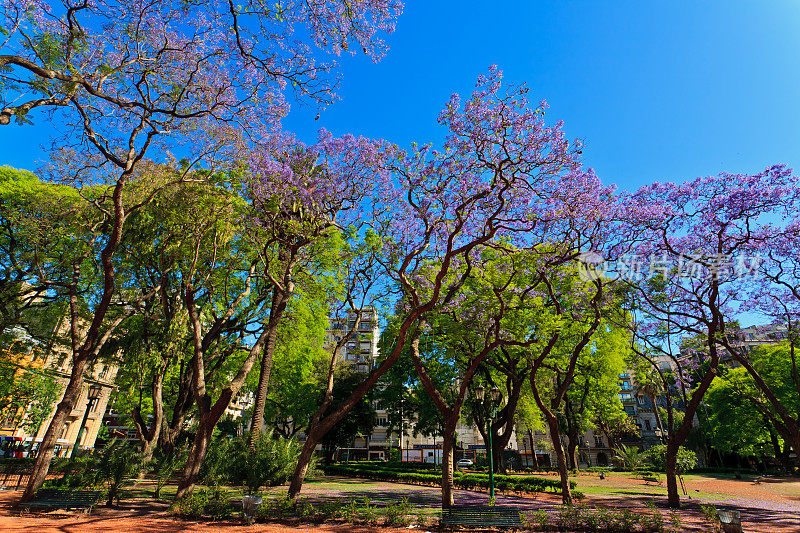 罗德里格斯佩纳公园里的蓝花楹树