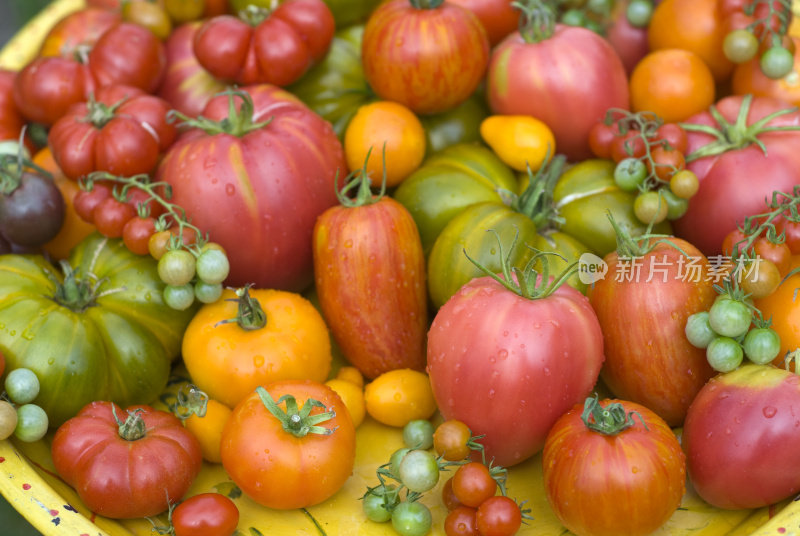 采购产品自产有机蔬菜，传家宝番茄，夏季农产品背景