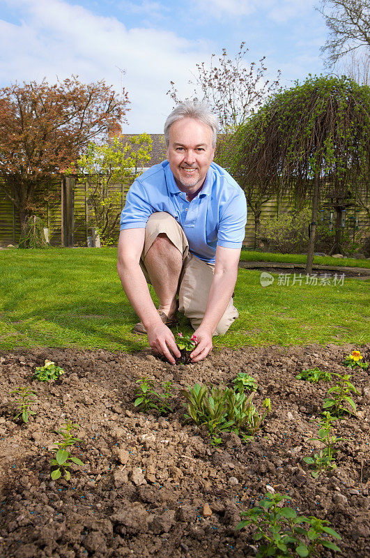 微笑的男人跪在他的花园种植床上植物