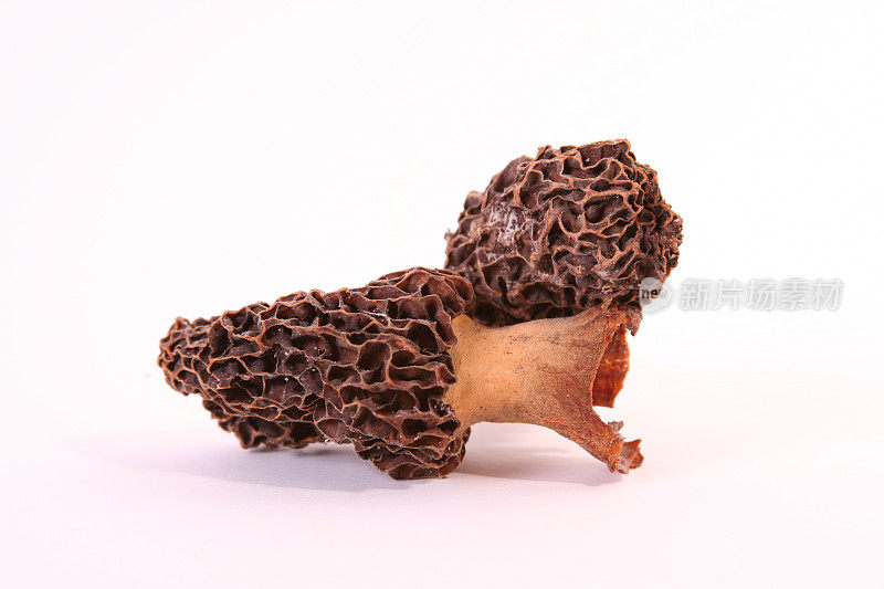 莫雷尔干蘑菇