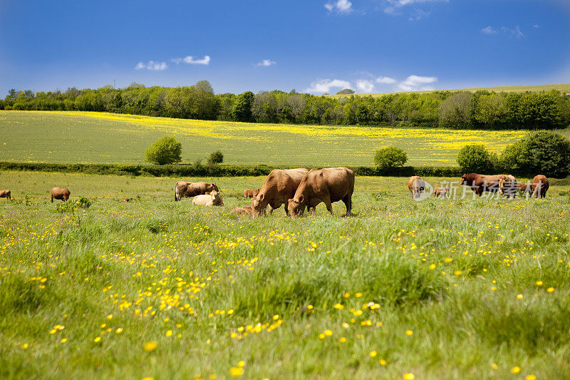 奶牛在一片长满毛茛花的草地上吃草