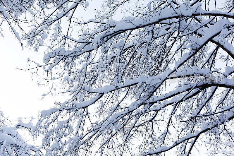 冬天的树枝被雪覆盖