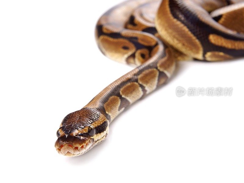 白色背景上的蟒蛇