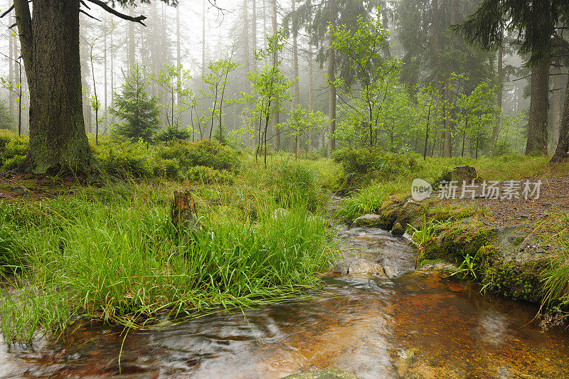 小溪通过雨和雾自然云杉森林