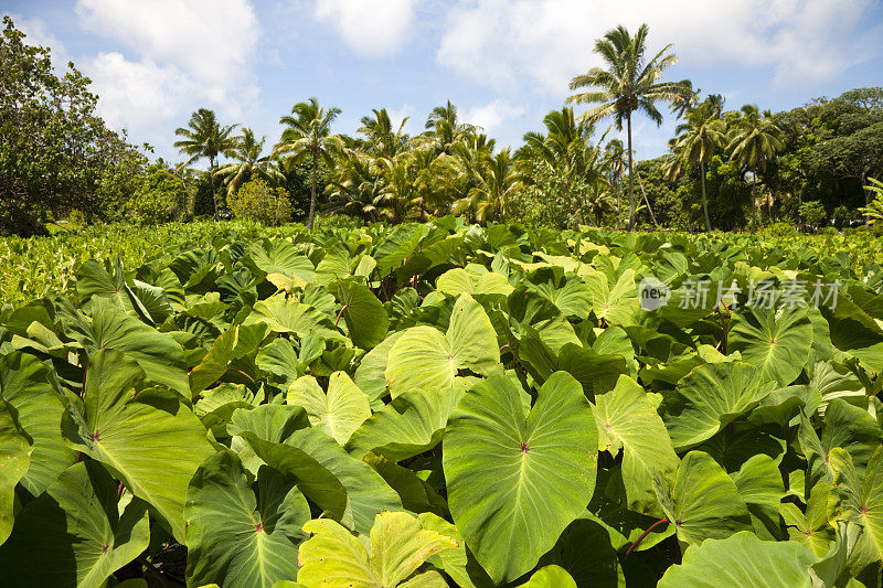 库克岛拉罗汤加芋种植园