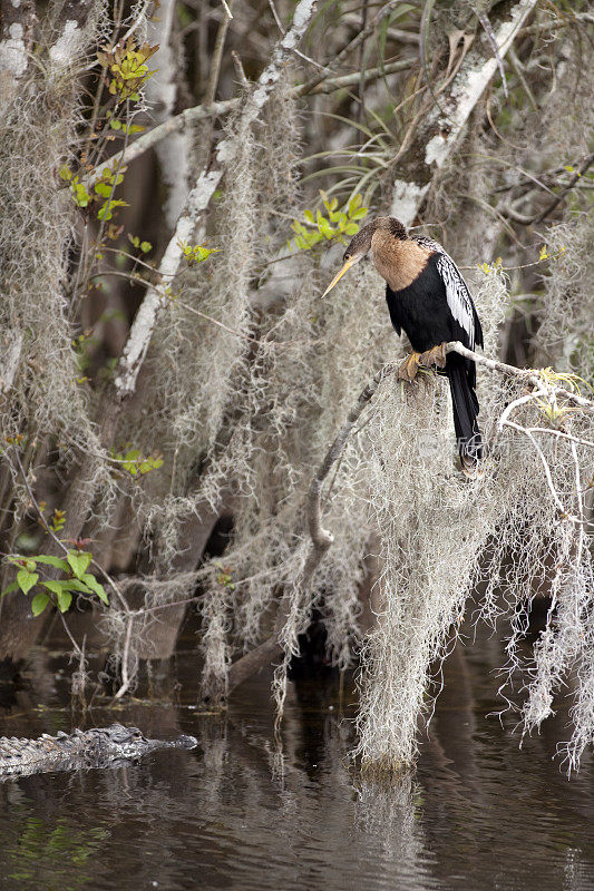 美洲蛇鸟和短吻鳄在柏树国家保护区，佛罗里达
