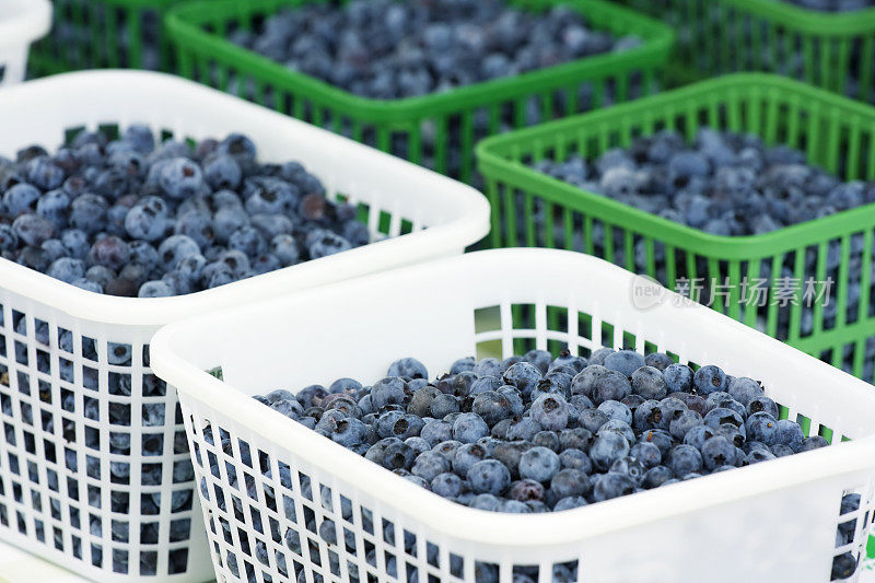 出售野生蓝莓