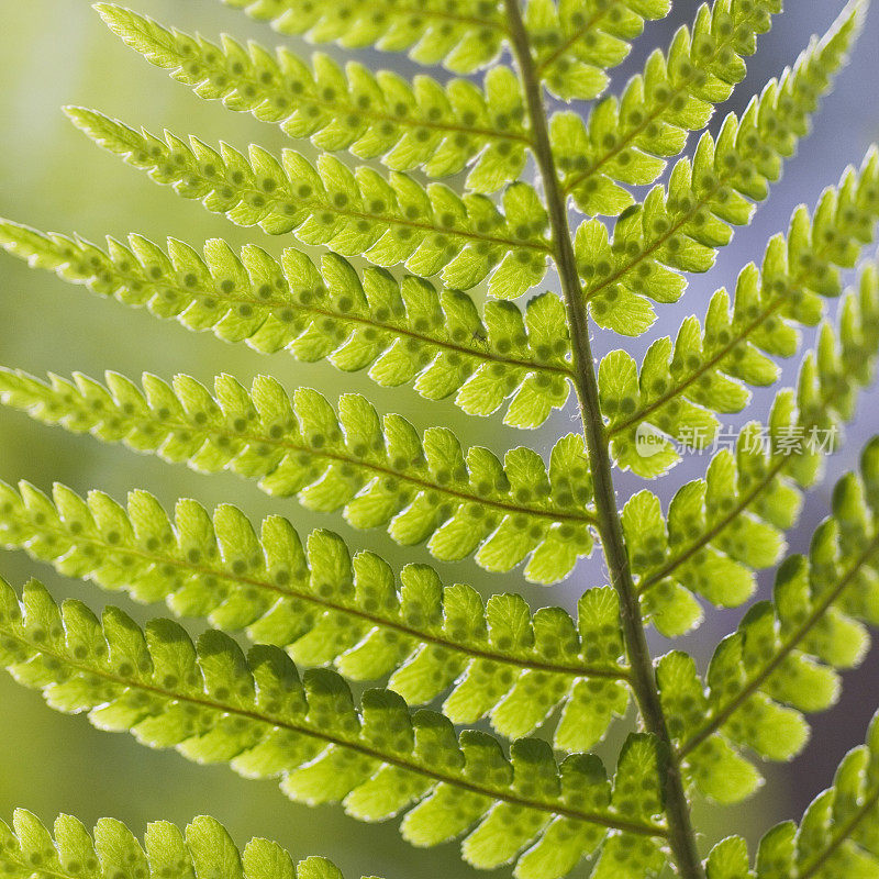 蕨类植物文摘