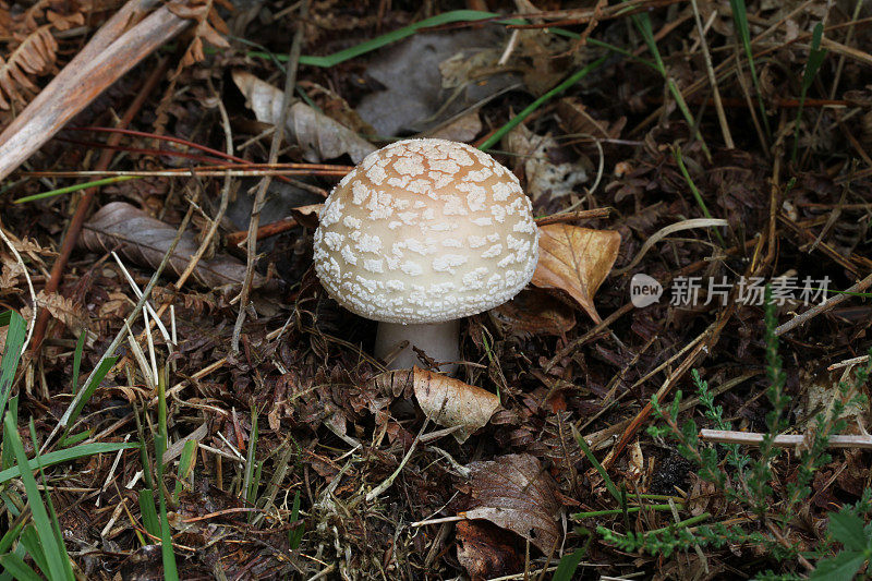 小蘑菇腮红