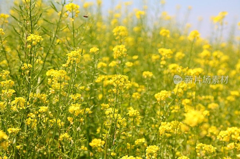 油菜籽领域