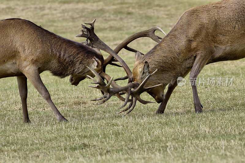 两只大雄鹿在发情期与鹿角搏斗