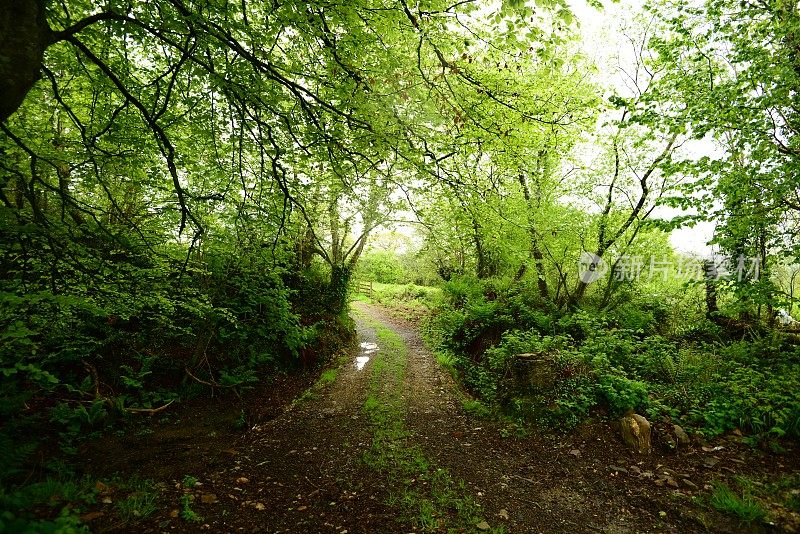 英国的风景