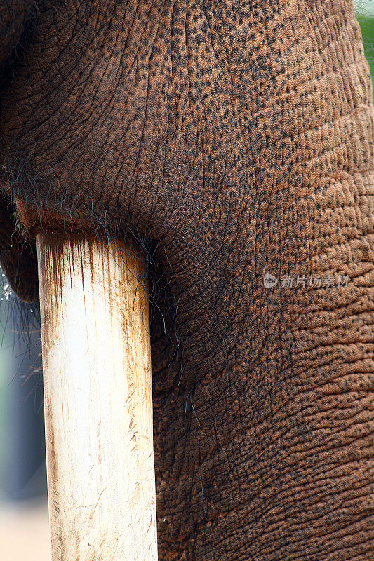 大象的象牙