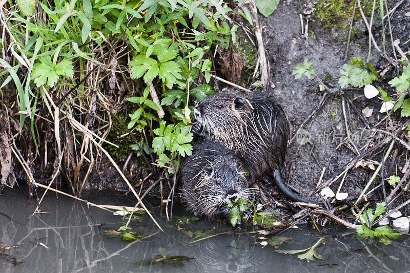 宝贝nutria