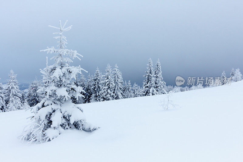 冬天的风景有雪冷杉树