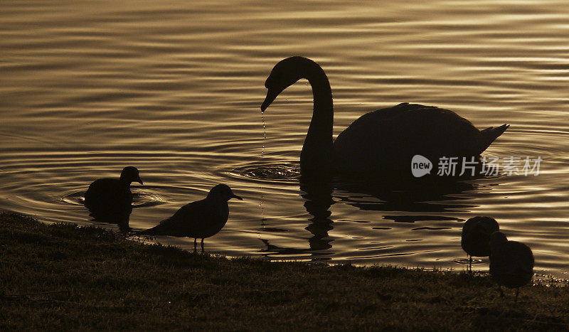金色湖面上一只天鹅的剪影