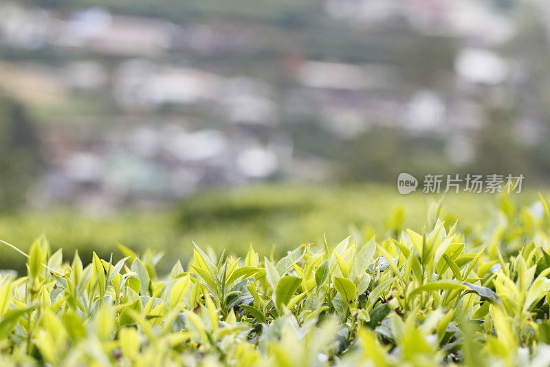 斯里兰卡锡兰新鲜绿茶种植园