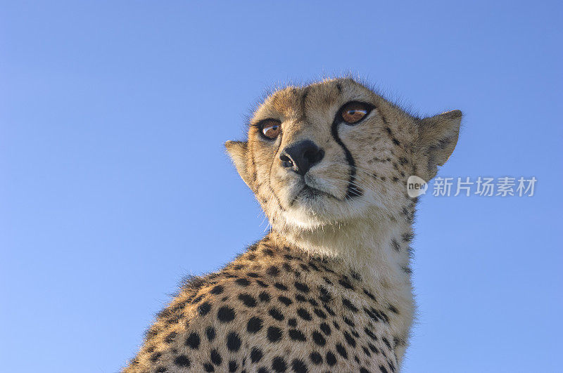 野生猎豹坐在Safari车顶的特写