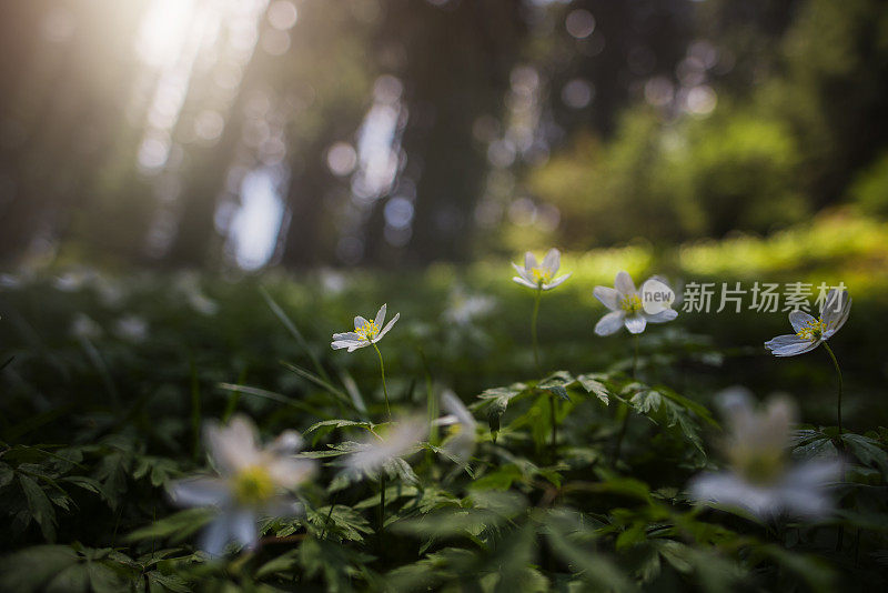 阳光下的白色花朵