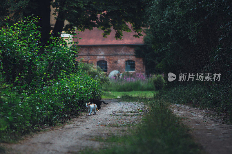 两只猫在蓝色的时刻向你问好