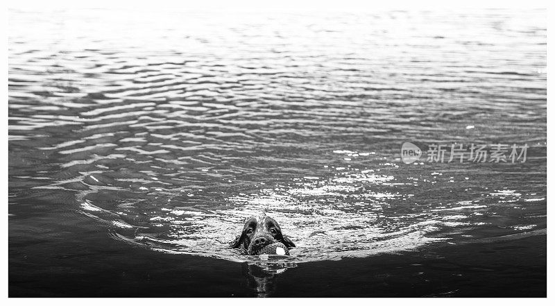 一只可卡犬在湖里游泳
