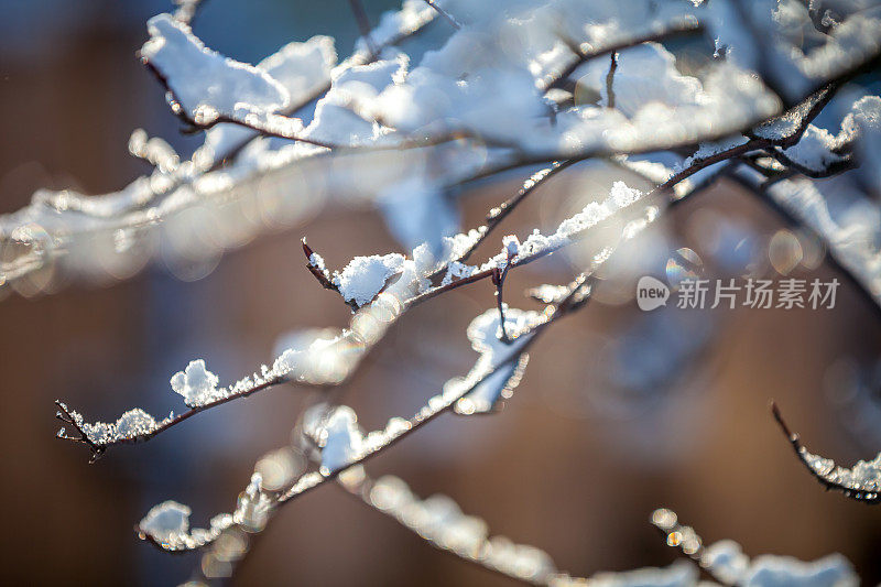 背光的树枝上的雪的特写