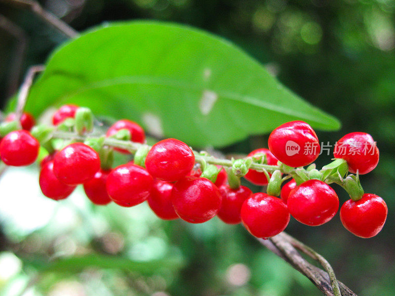 洪都拉斯皮科博尼托国家公园的野生红浆果