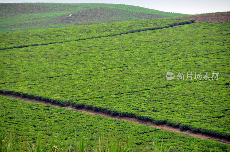 乌干达，卢加齐:茶园树篱