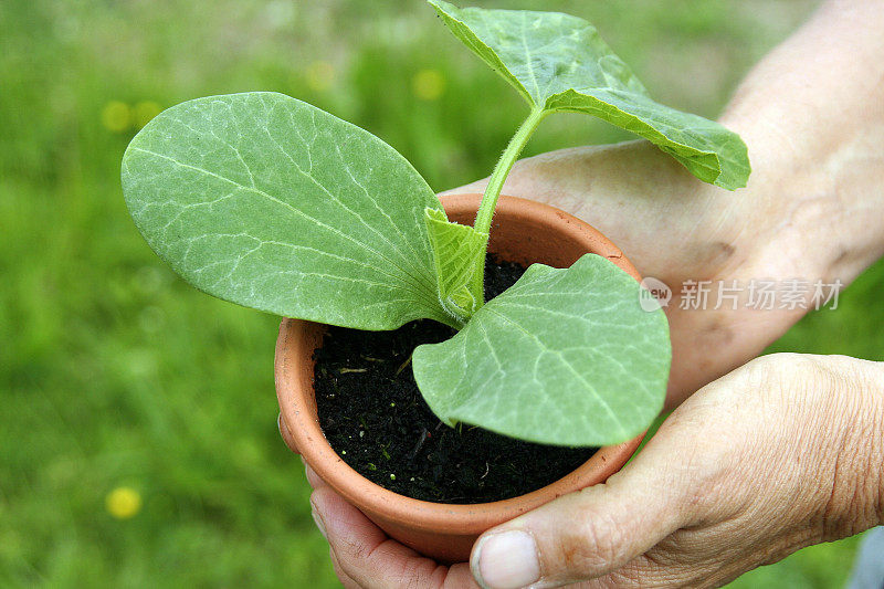 南瓜植物