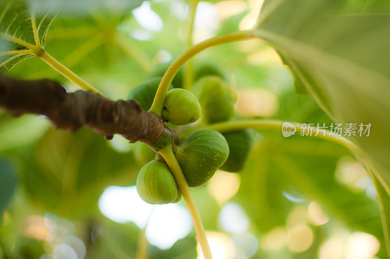 上无花果树