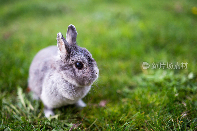小兔子在外面的草地上