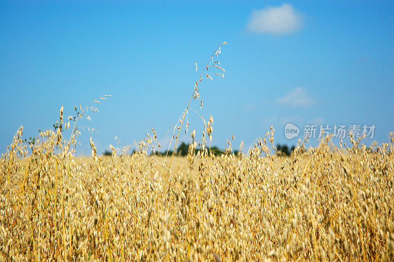 Oat领域背景