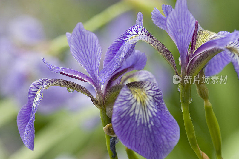 紫色蝴蝶花特写与露珠