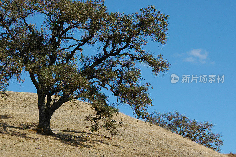 老蓝橡树，美洲栎树