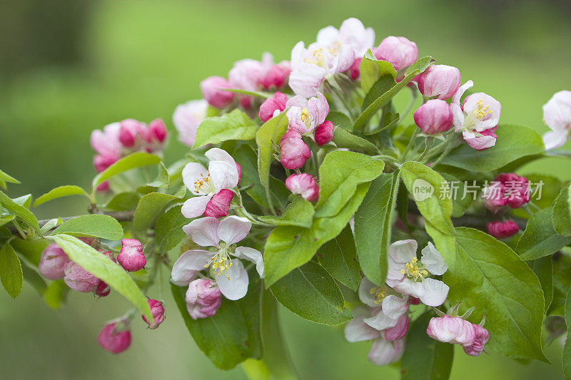 苹果花