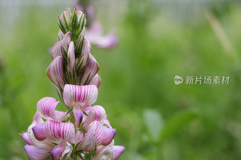 红豆花精致的粉红色豌豆花近