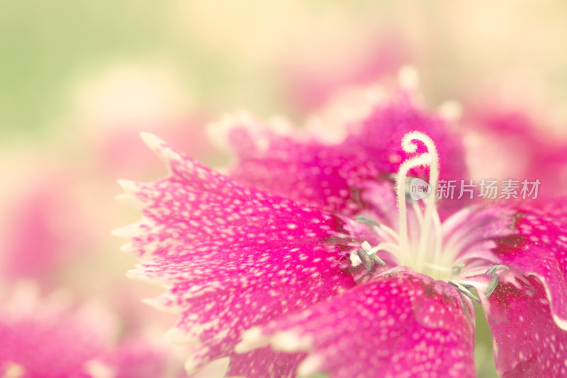 石竹，甜威廉花特写与花药和粉红色花瓣