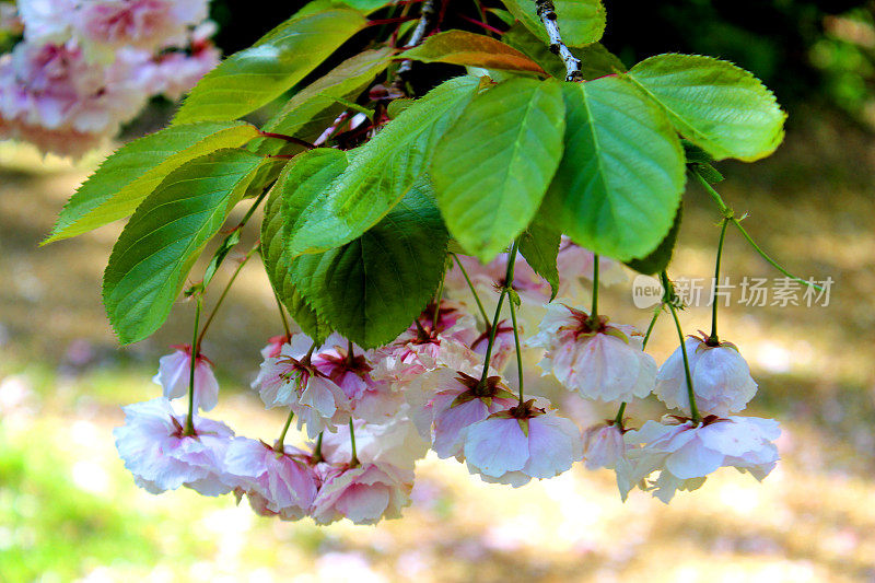 粉红色的日本樱花(Prunus)，花朵垂在叶子下面