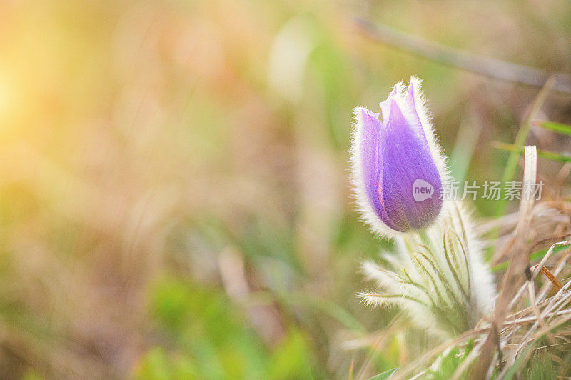 大白鸽花