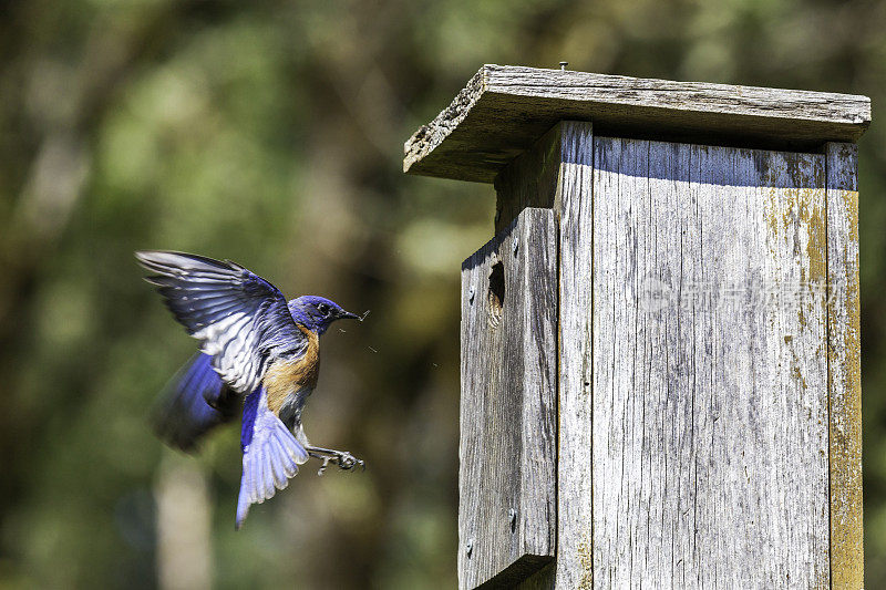 雄性西部蓝鸟试图占领一个巢箱
