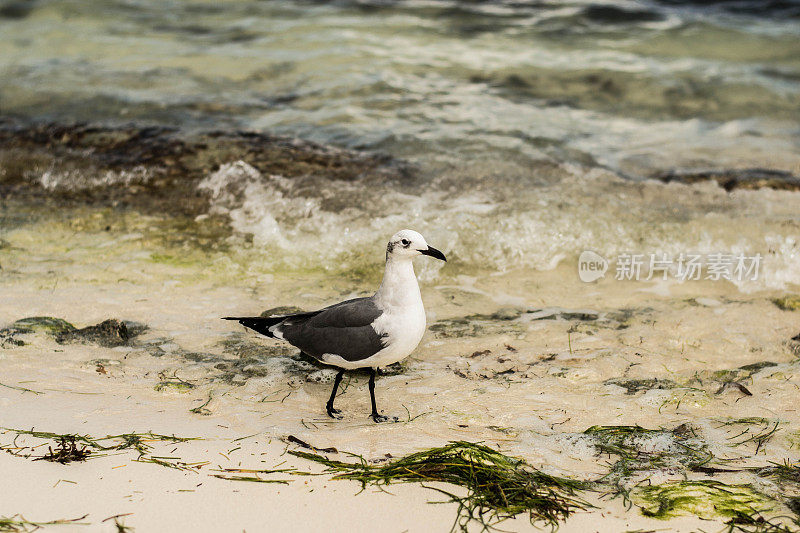 莫雷洛斯港的海鸥