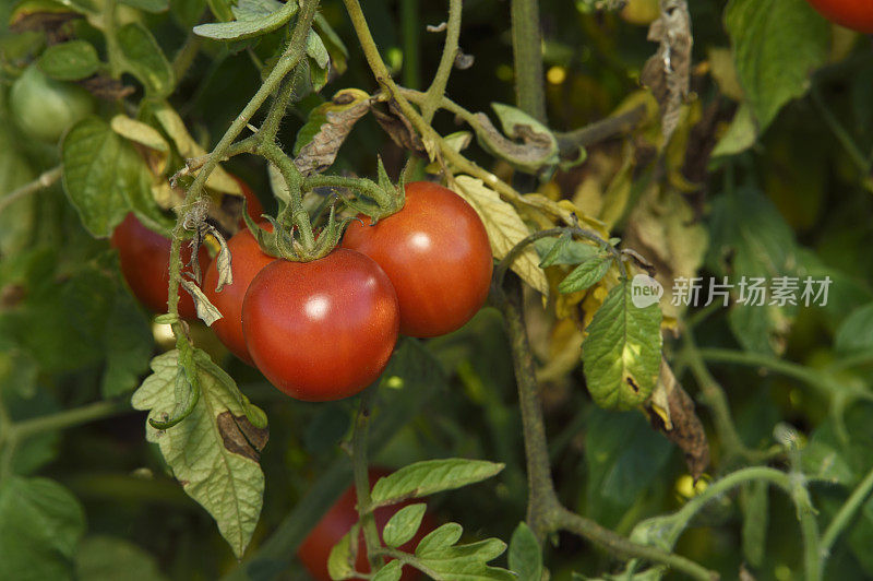 在藤上成熟的有机干燥农场番茄特写