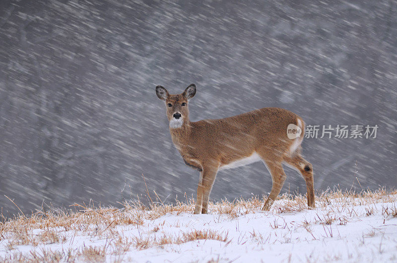 鹿站在雪地里