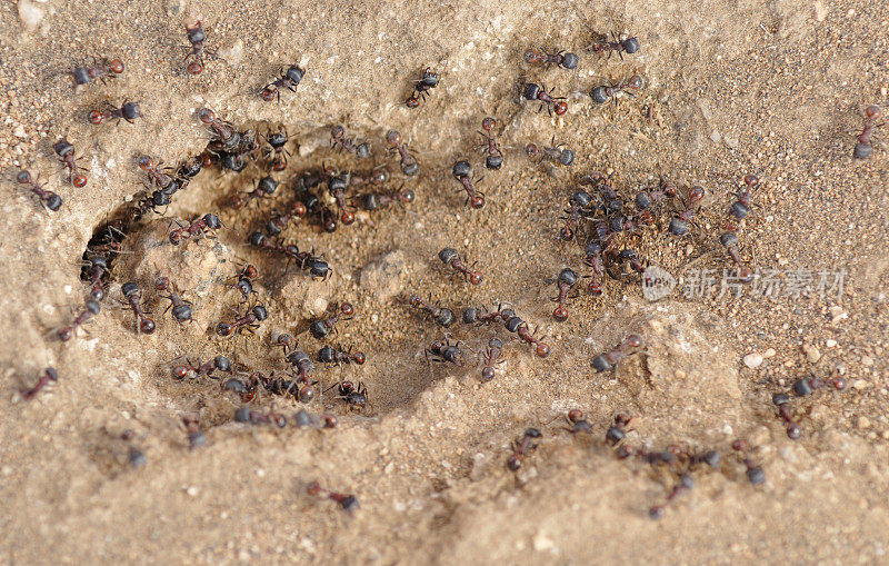 收割机的蚂蚁