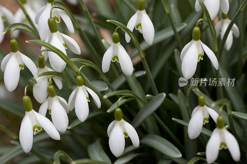 雪花莲先兆