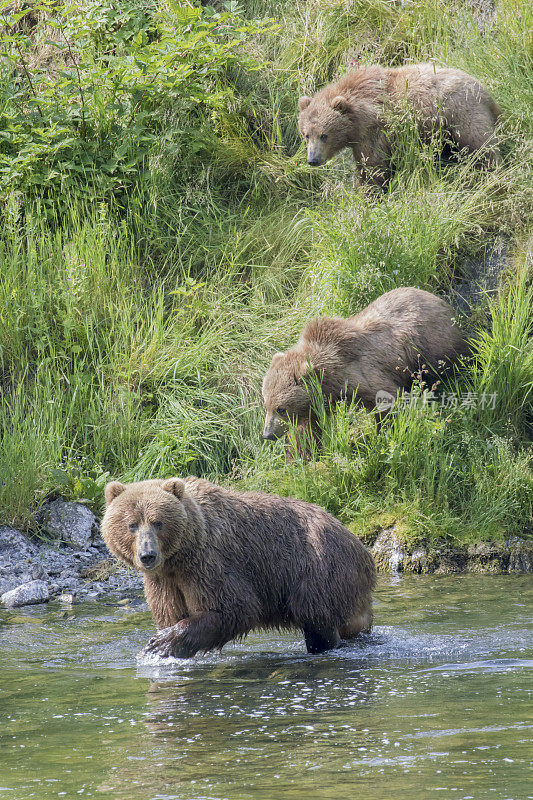 熊妈妈带着幼崽到河里学习钓鱼。