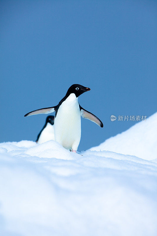 南极洲宝莱特岛的阿德利企鹅
