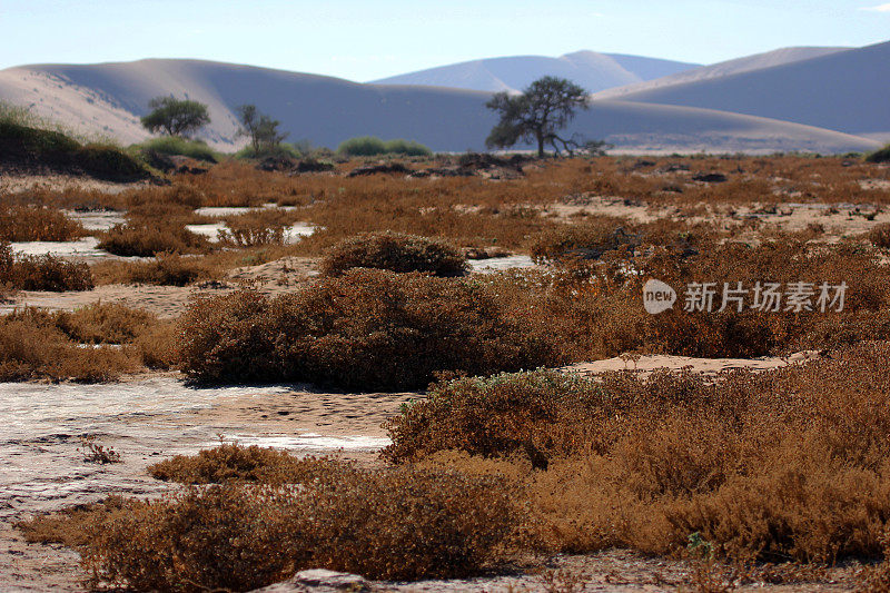 纳米比亚:纳米布沙漠中的荒野景观